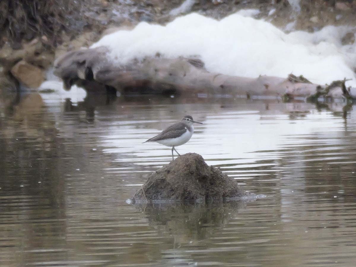 Хайргын хөгчүү - ML644466423