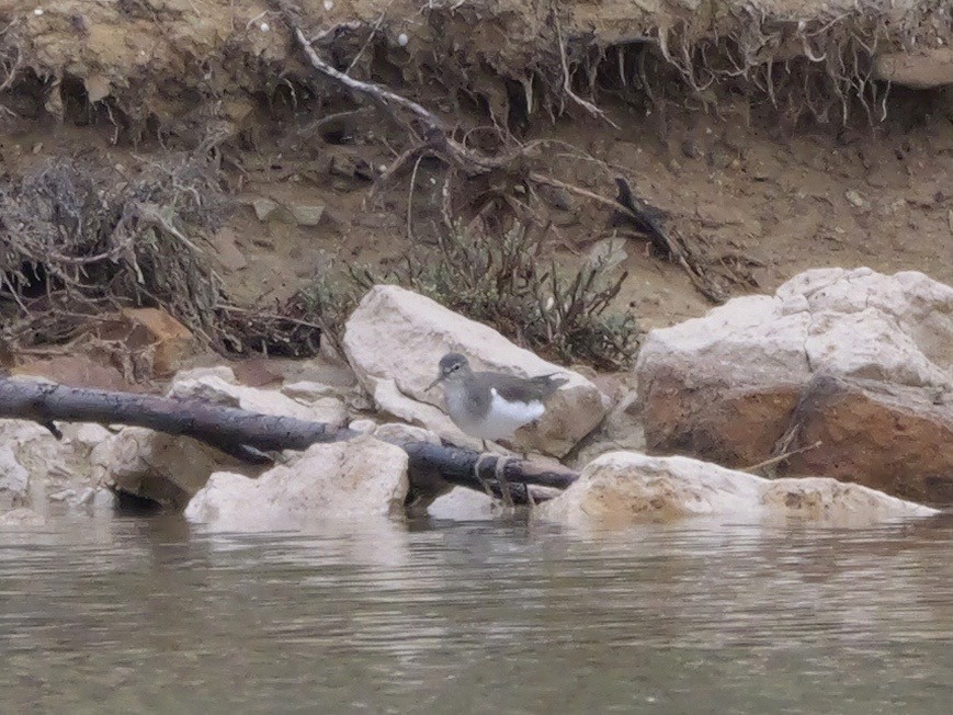 Хайргын хөгчүү - ML644466425