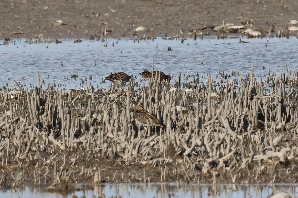 enkeltbekkasin - ML644466432