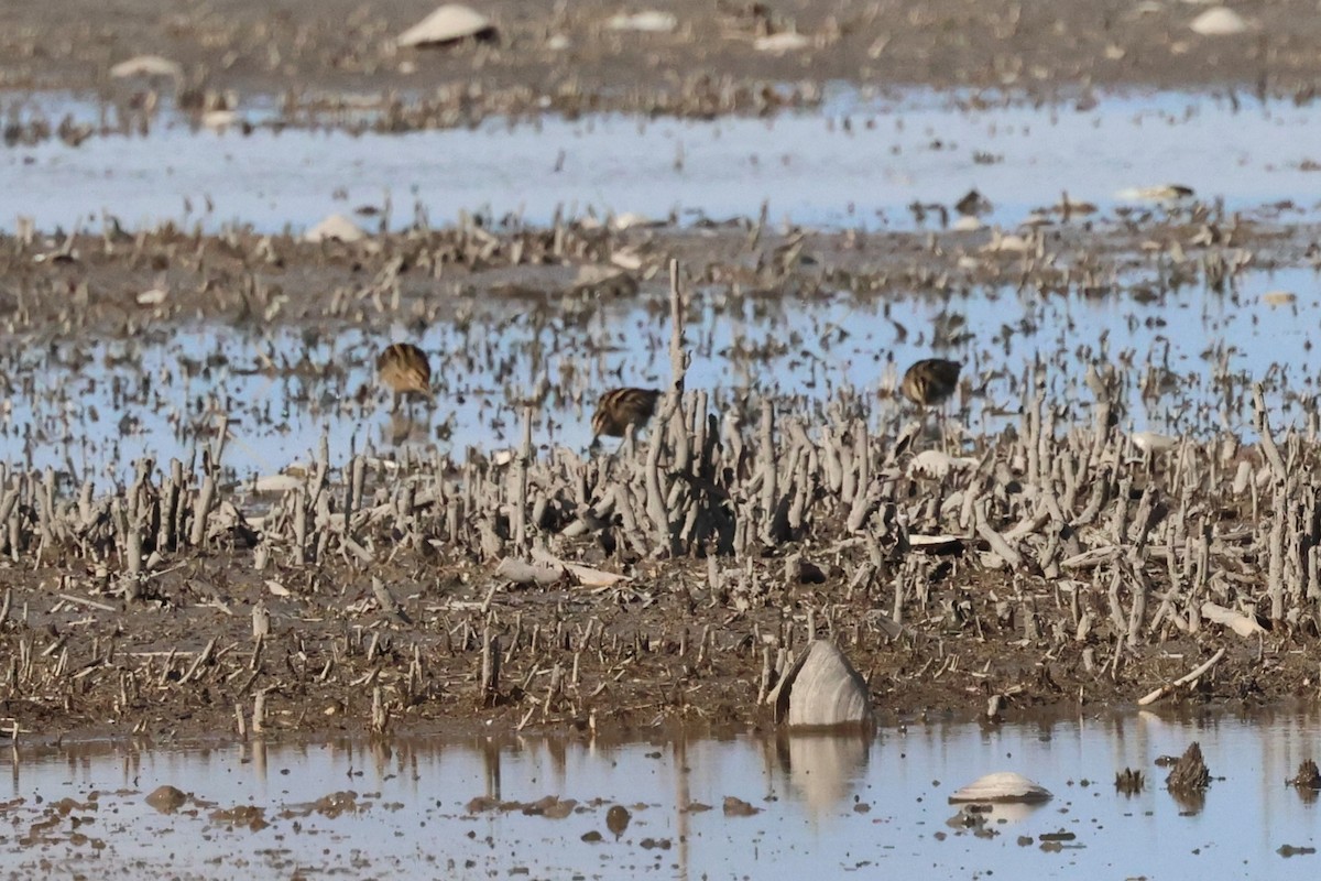 enkeltbekkasin - ML644466433