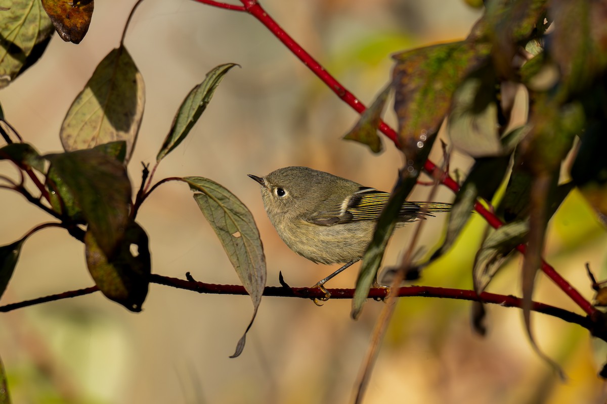 Roitelet à couronne rubis - ML644466435