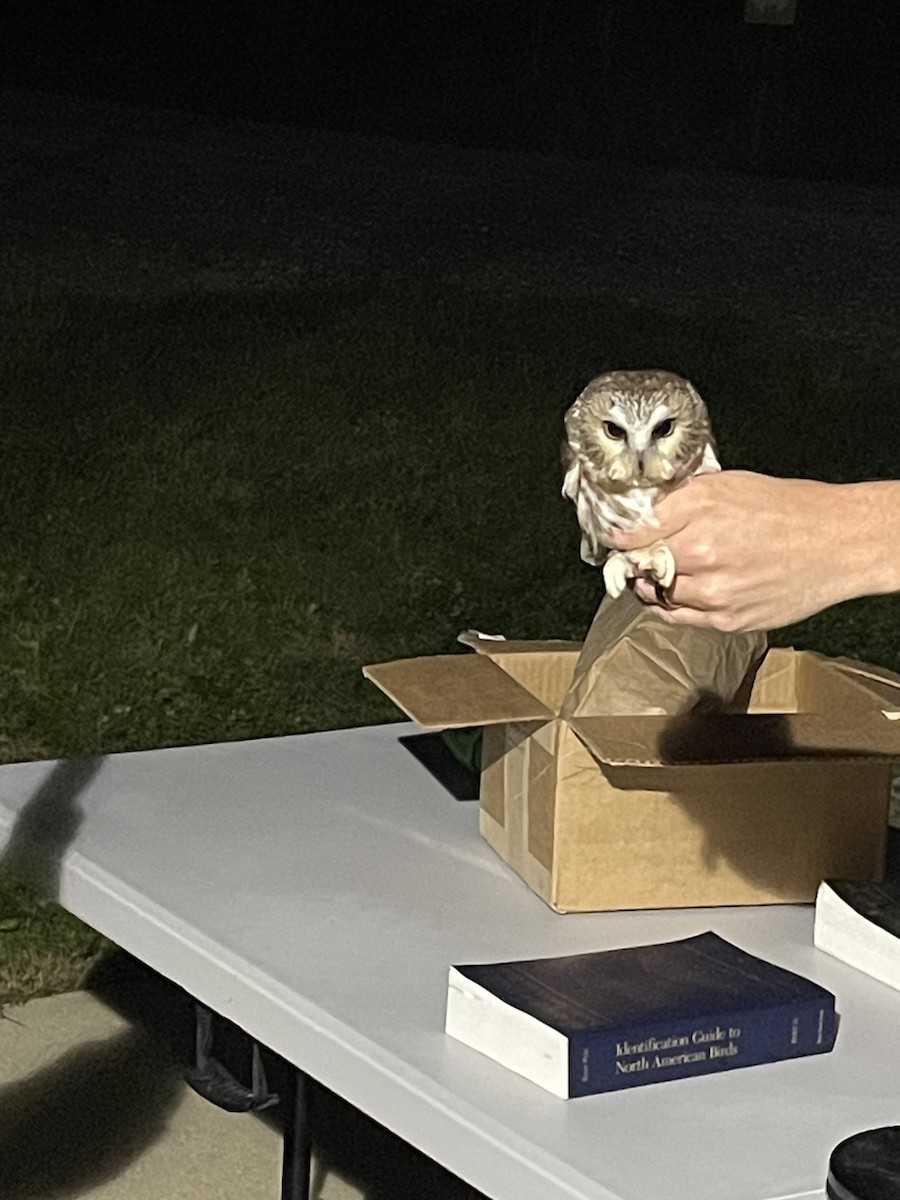 Сич північний - ML644466458