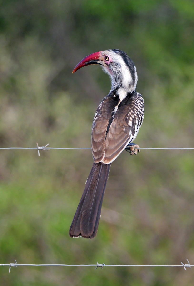 Southern Red-billed Hornbill - ML644466461