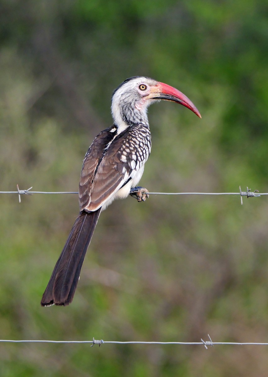 Southern Red-billed Hornbill - ML644466462