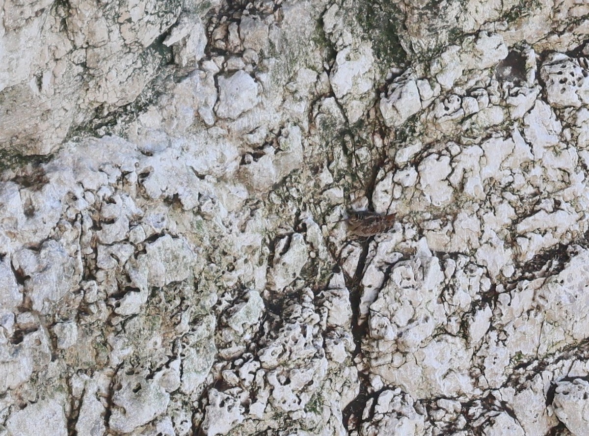 Eurasian Woodcock - ML644466484