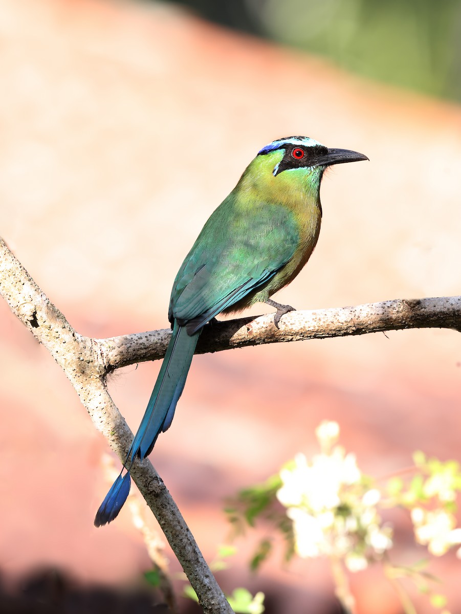 Lesson's Motmot - ML644466494