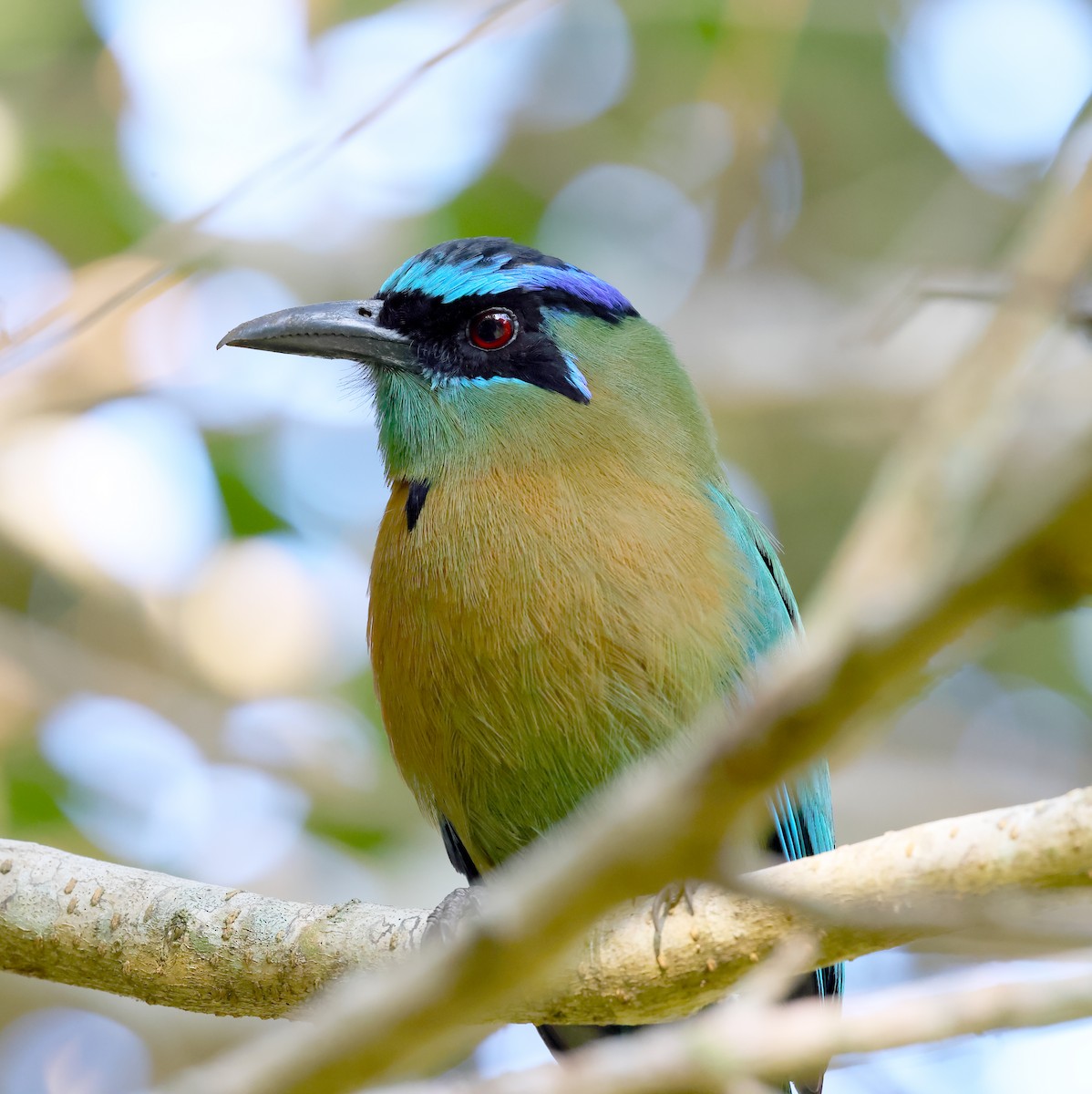 Lesson's Motmot - ML644466495