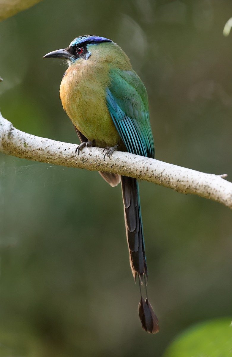 Lesson's Motmot - ML644466496