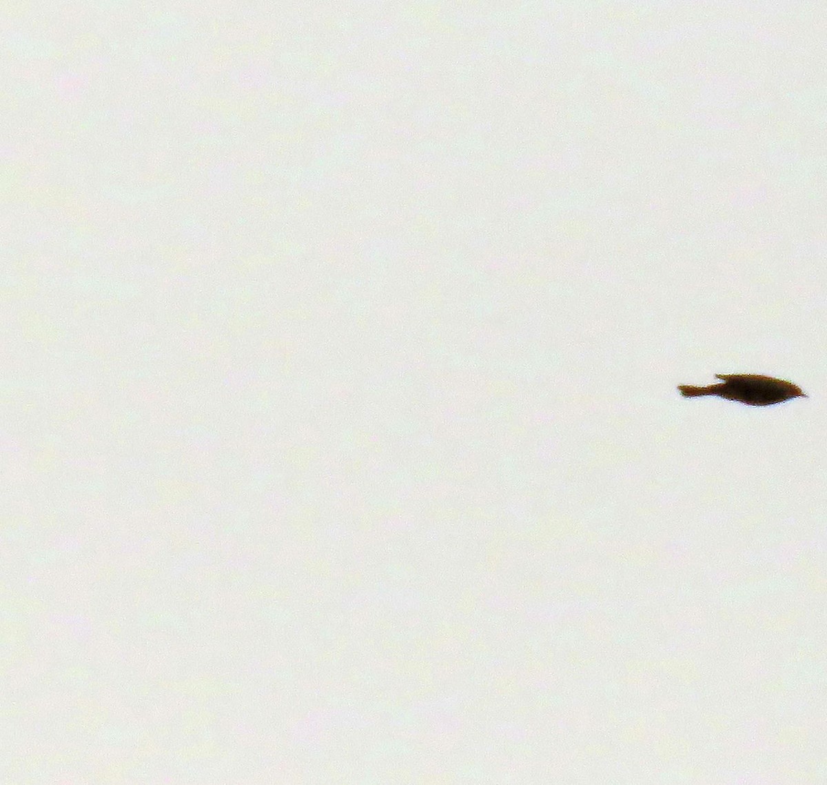 Çayır İncirkuşu - ML644466512