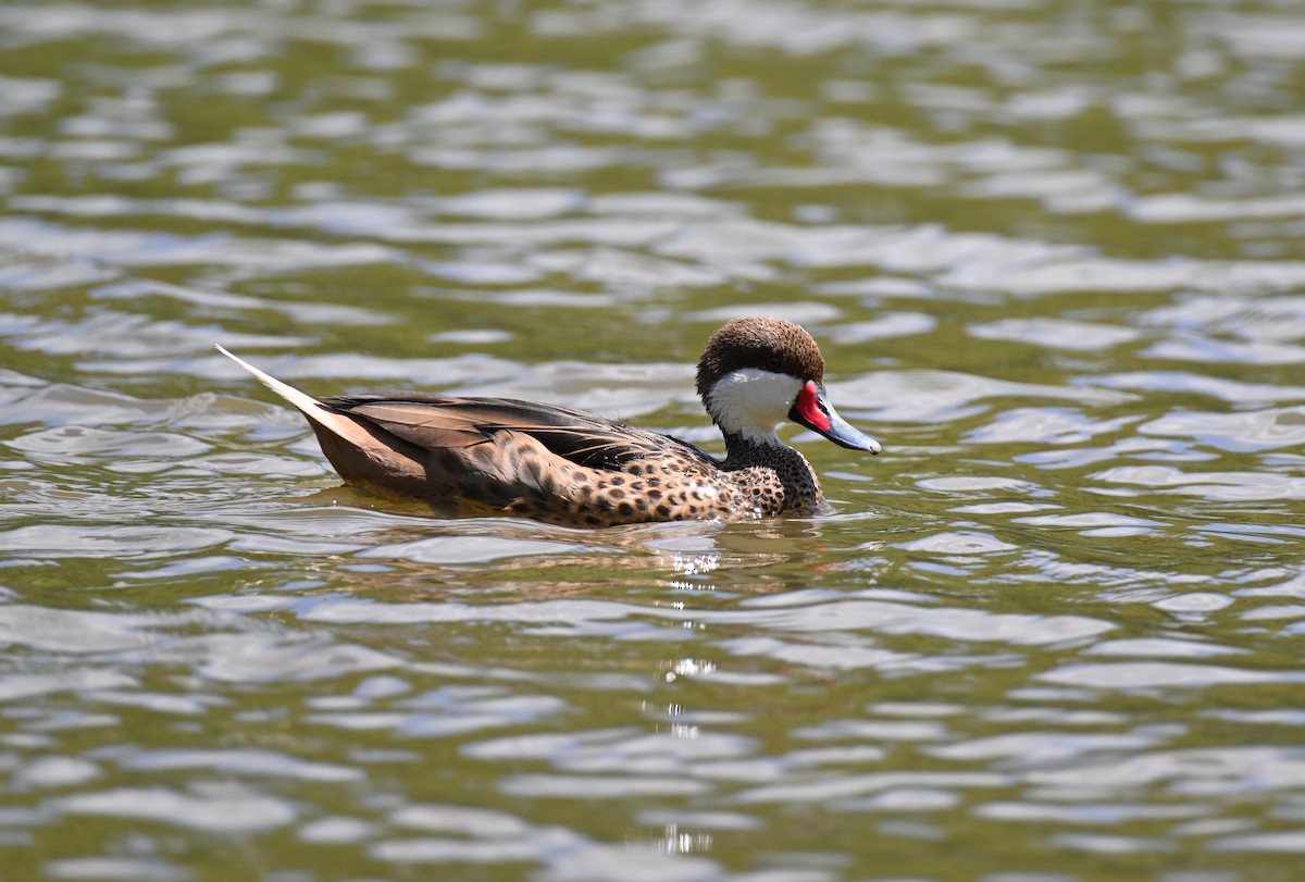 White-cheeked Pintail - ML644466513