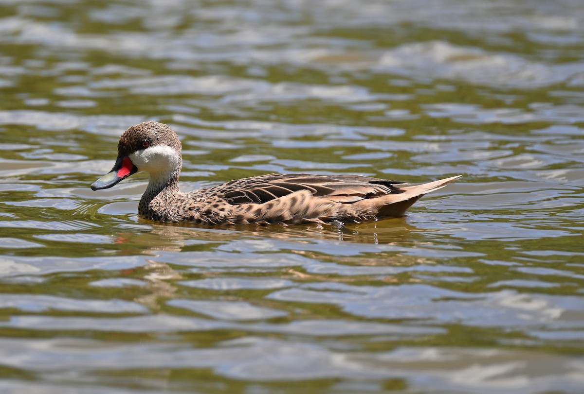 White-cheeked Pintail - ML644466516
