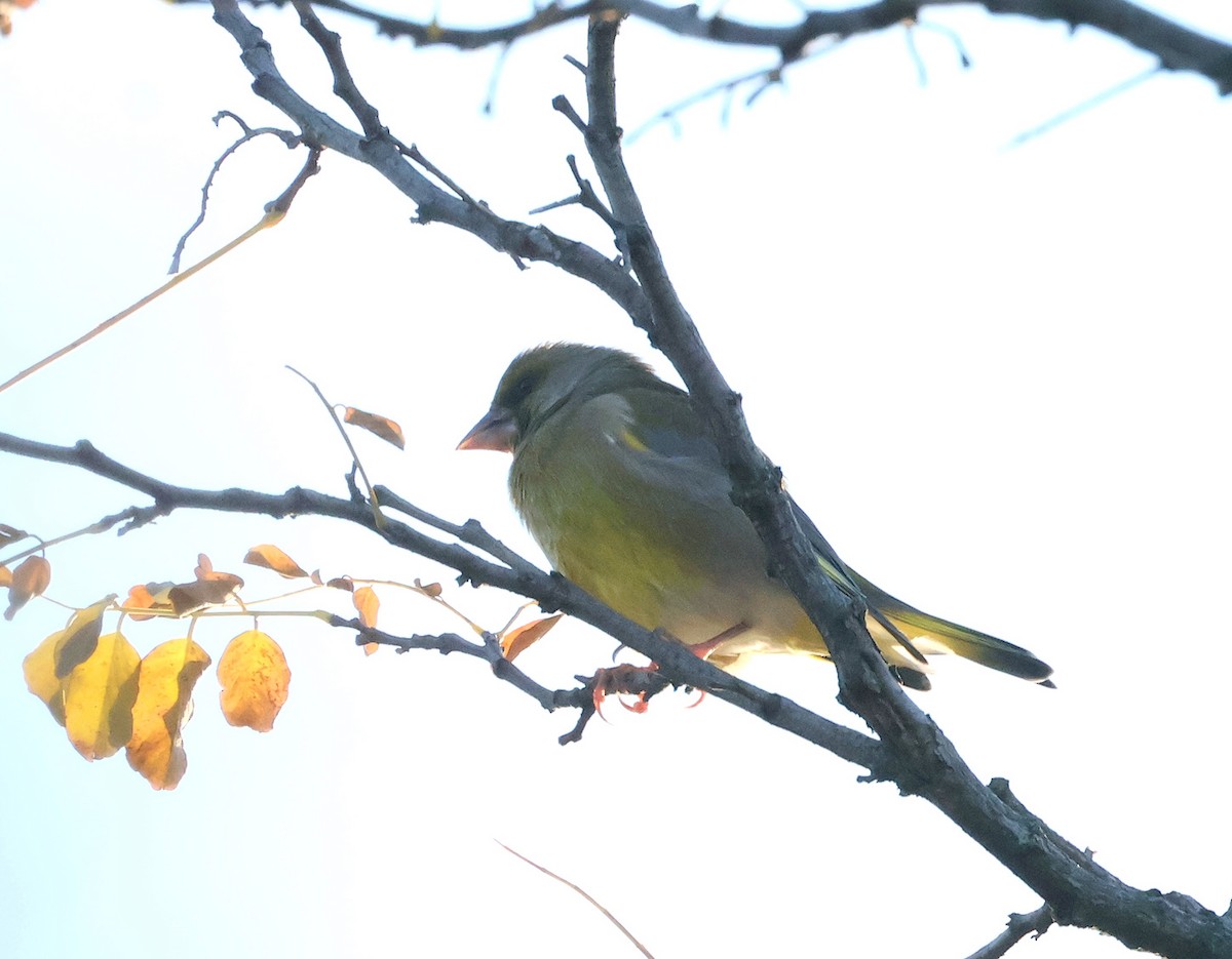 Verderón Común - ML644466519