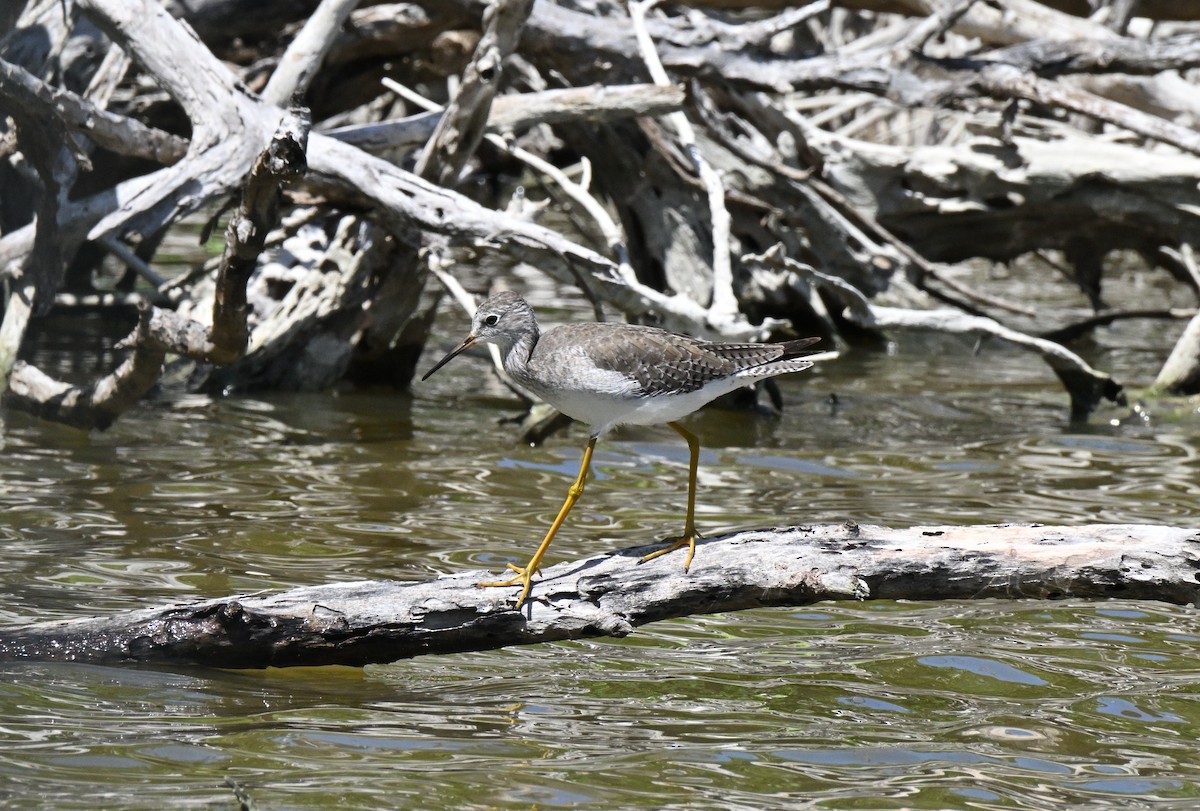 Lesser Yellowlegs - ML644466537