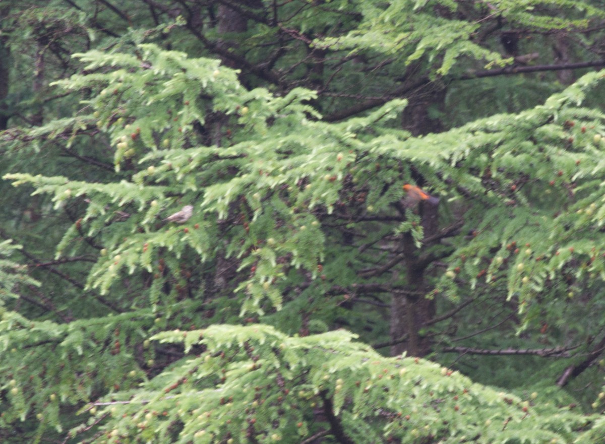 צלוב-מקור אדום - ML644466571