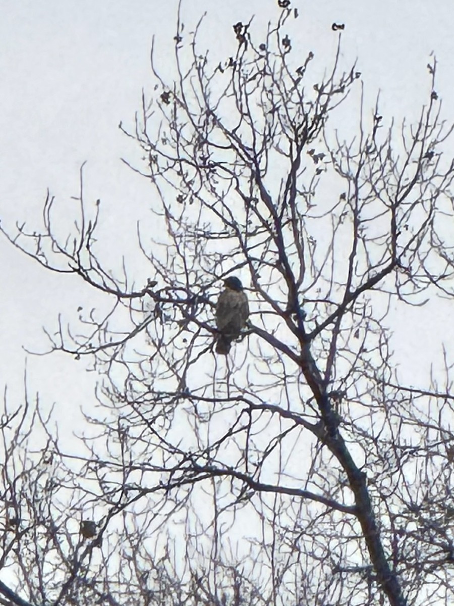 Busardo Colirrojo - ML644466577