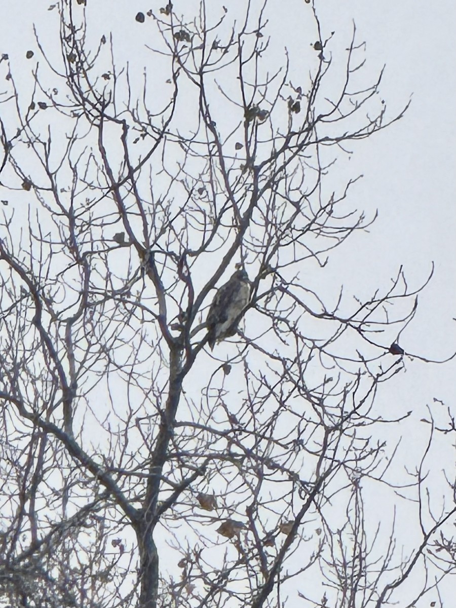 Busardo Colirrojo - ML644466578