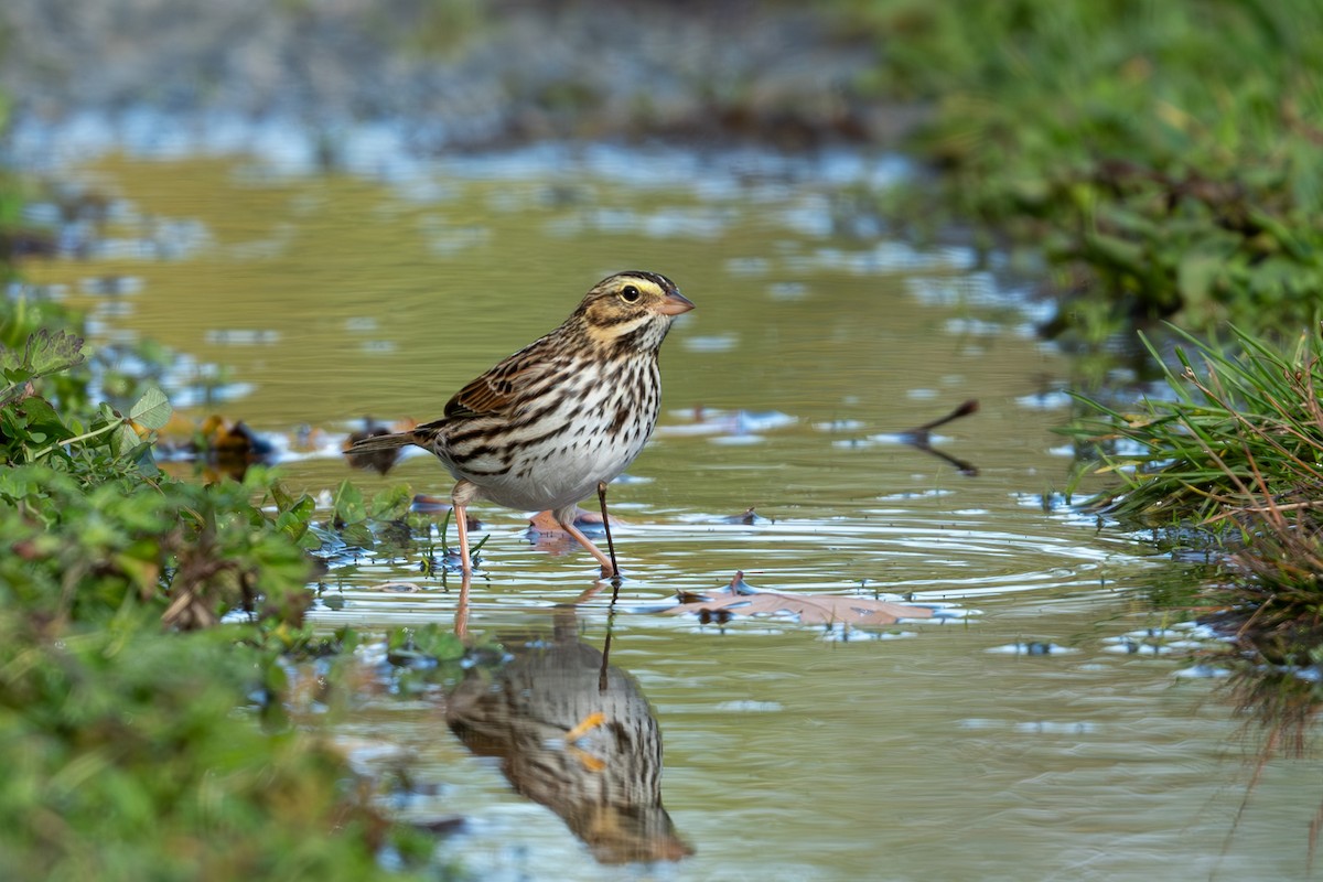 サバンナシトド - ML644466579