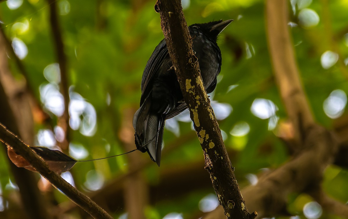 Lesser Racket-tailed Drongo - ML644466584