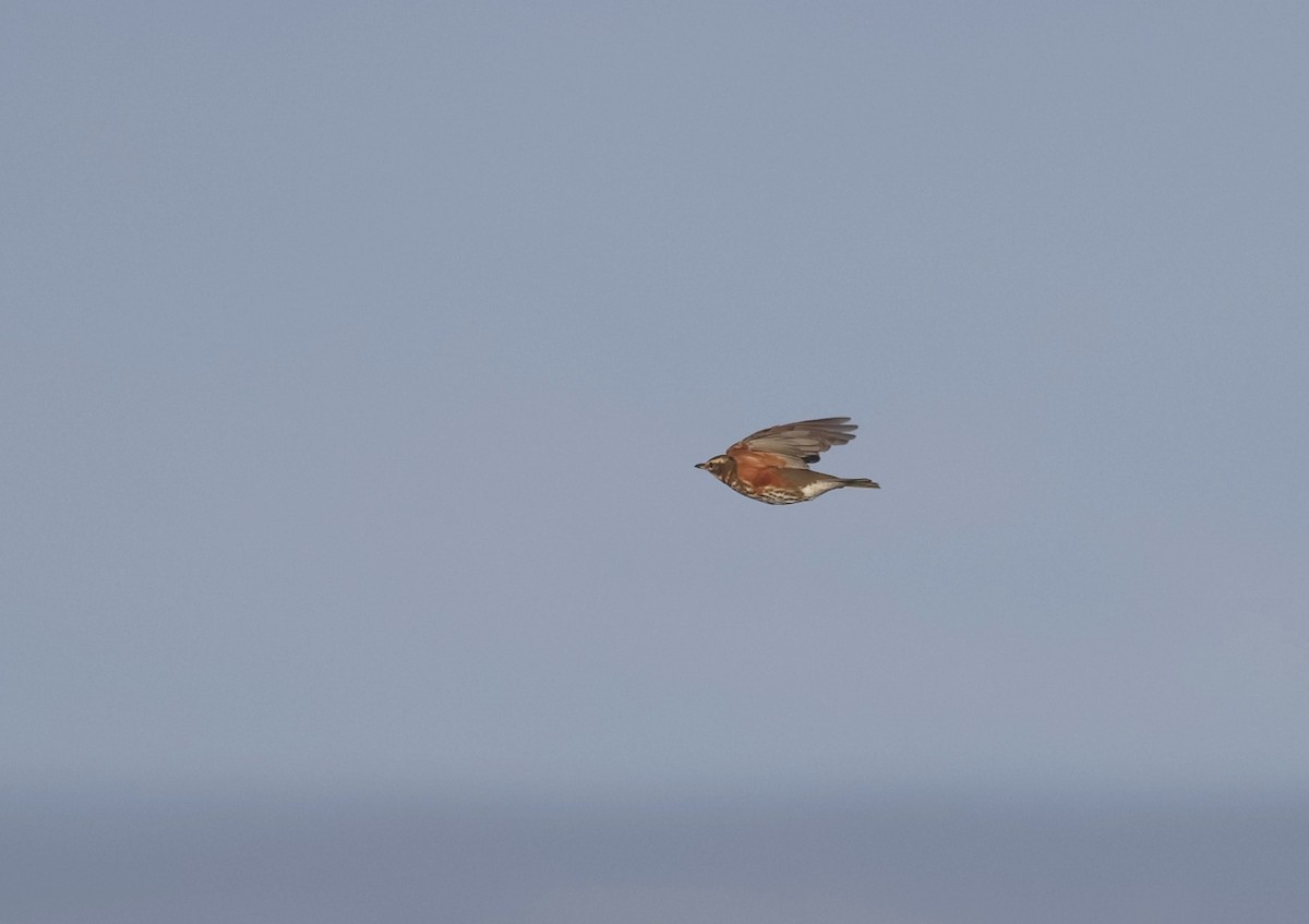 Redwing - ML644466600