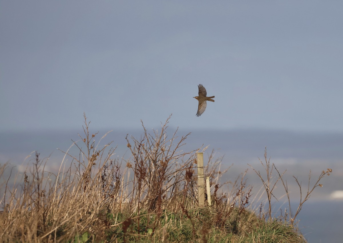 Redwing - ML644466601