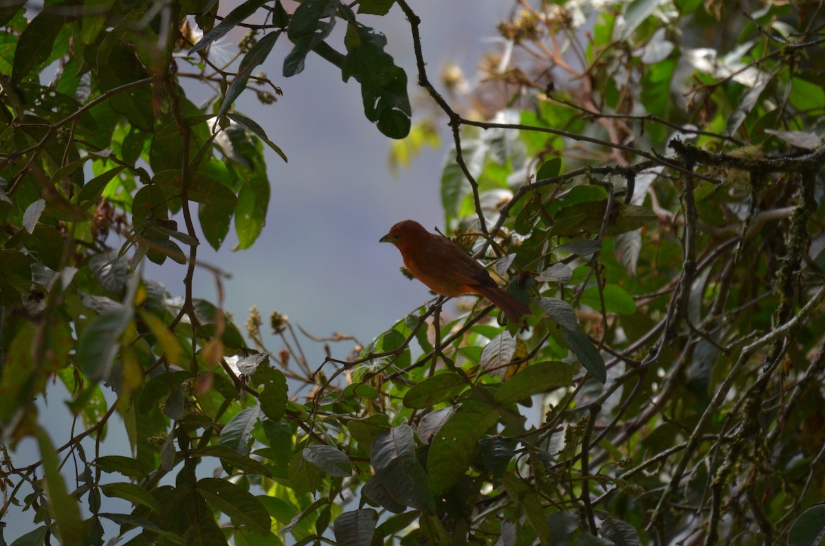 Hepatic Tanager - ML644466605