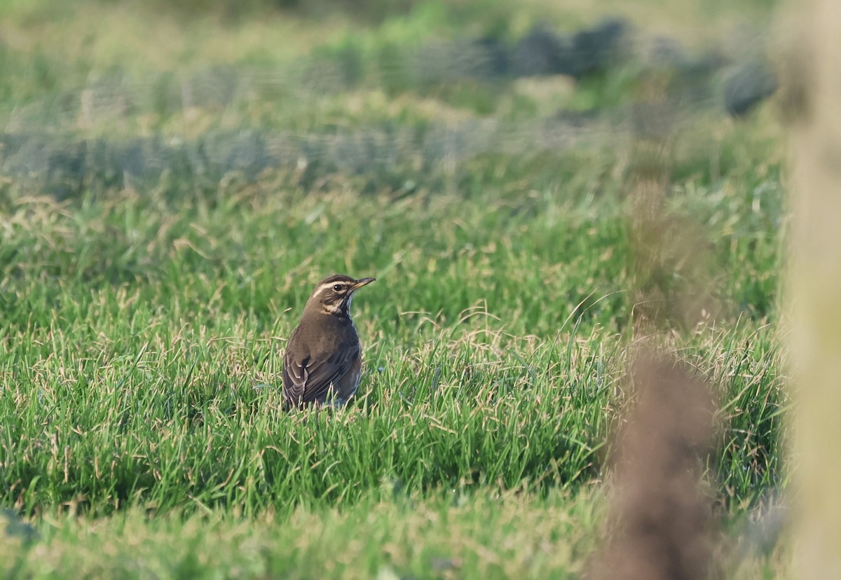 Redwing - ML644466609