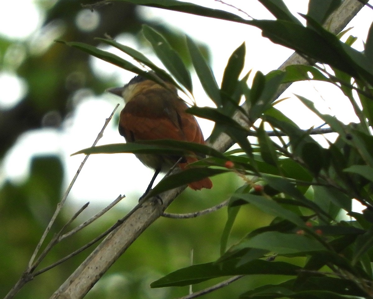 Rose-throated Becard - ML644466614