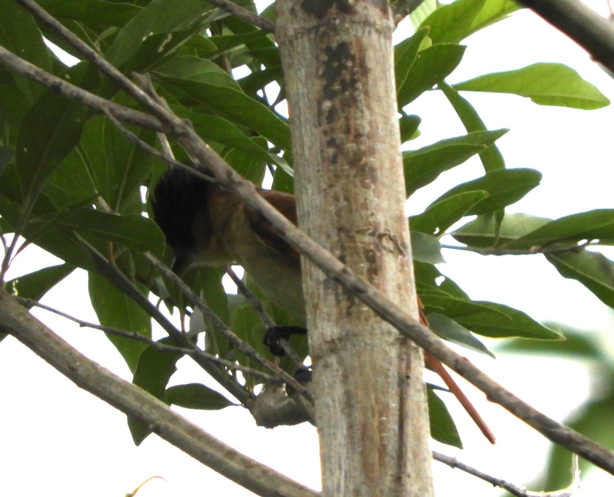 Rose-throated Becard - ML644466615