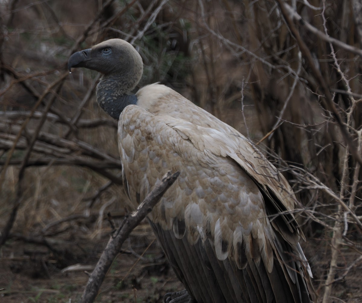 Kapgeier - ML644466620