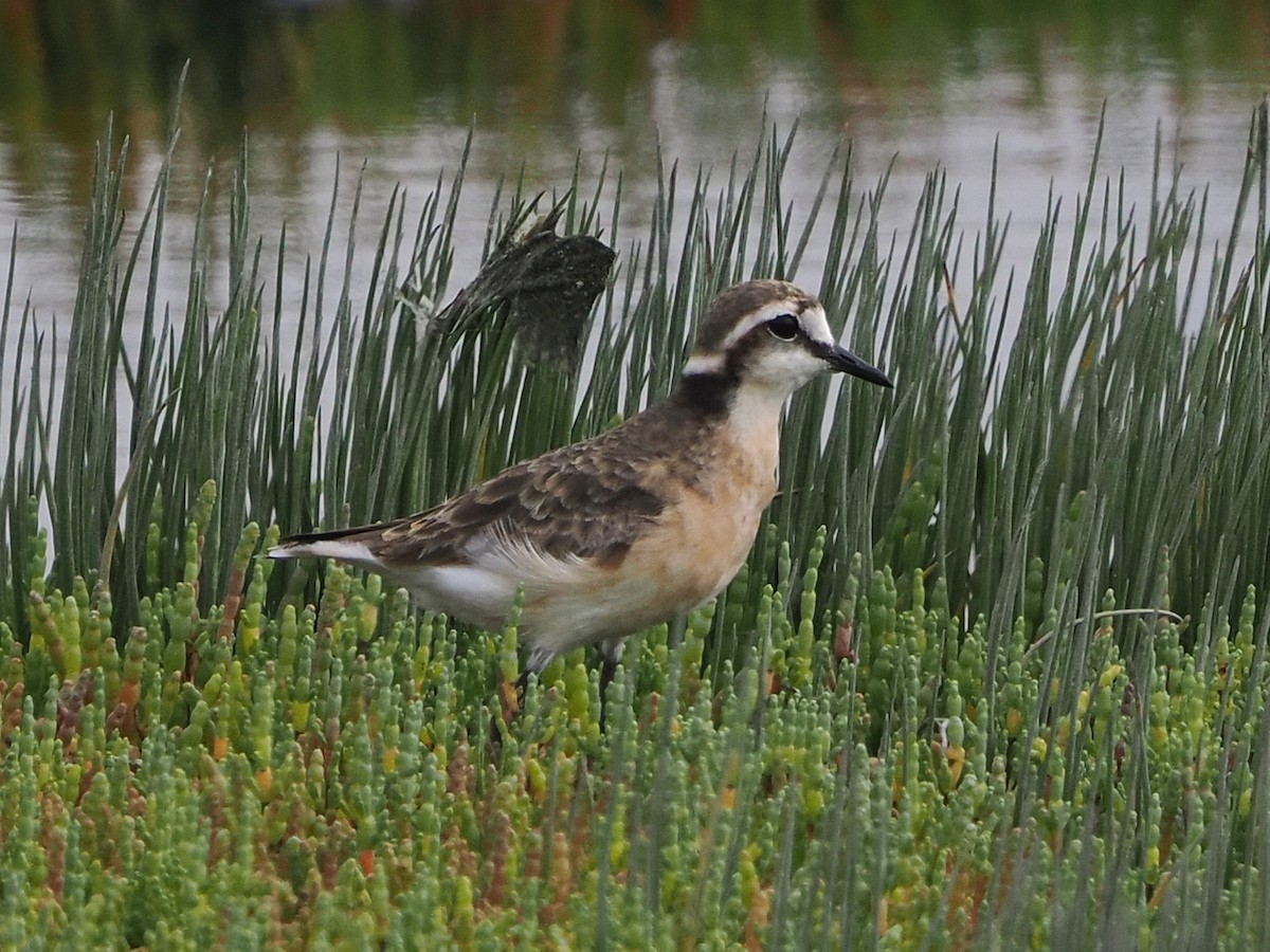 Chorlitejo Pecuario - ML644466627