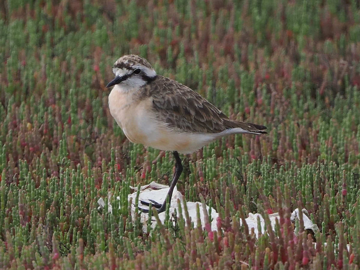 Chorlitejo Pecuario - ML644466628