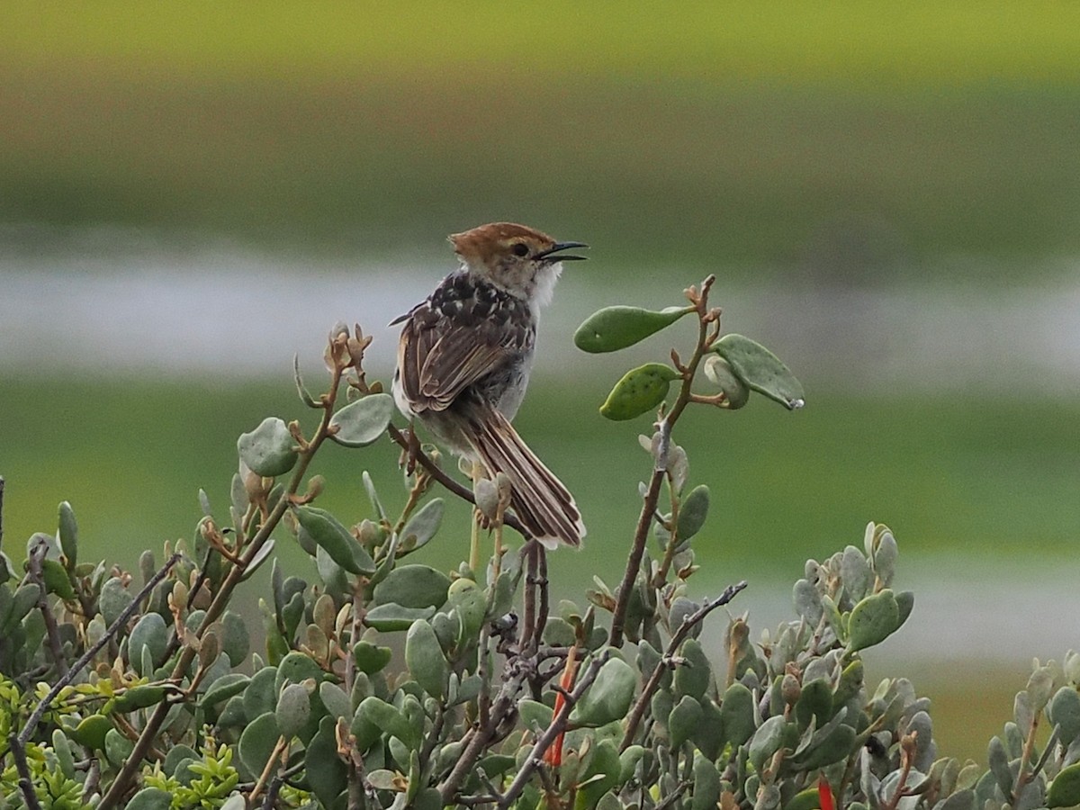 Levaillant's Cisticola - ML644466638