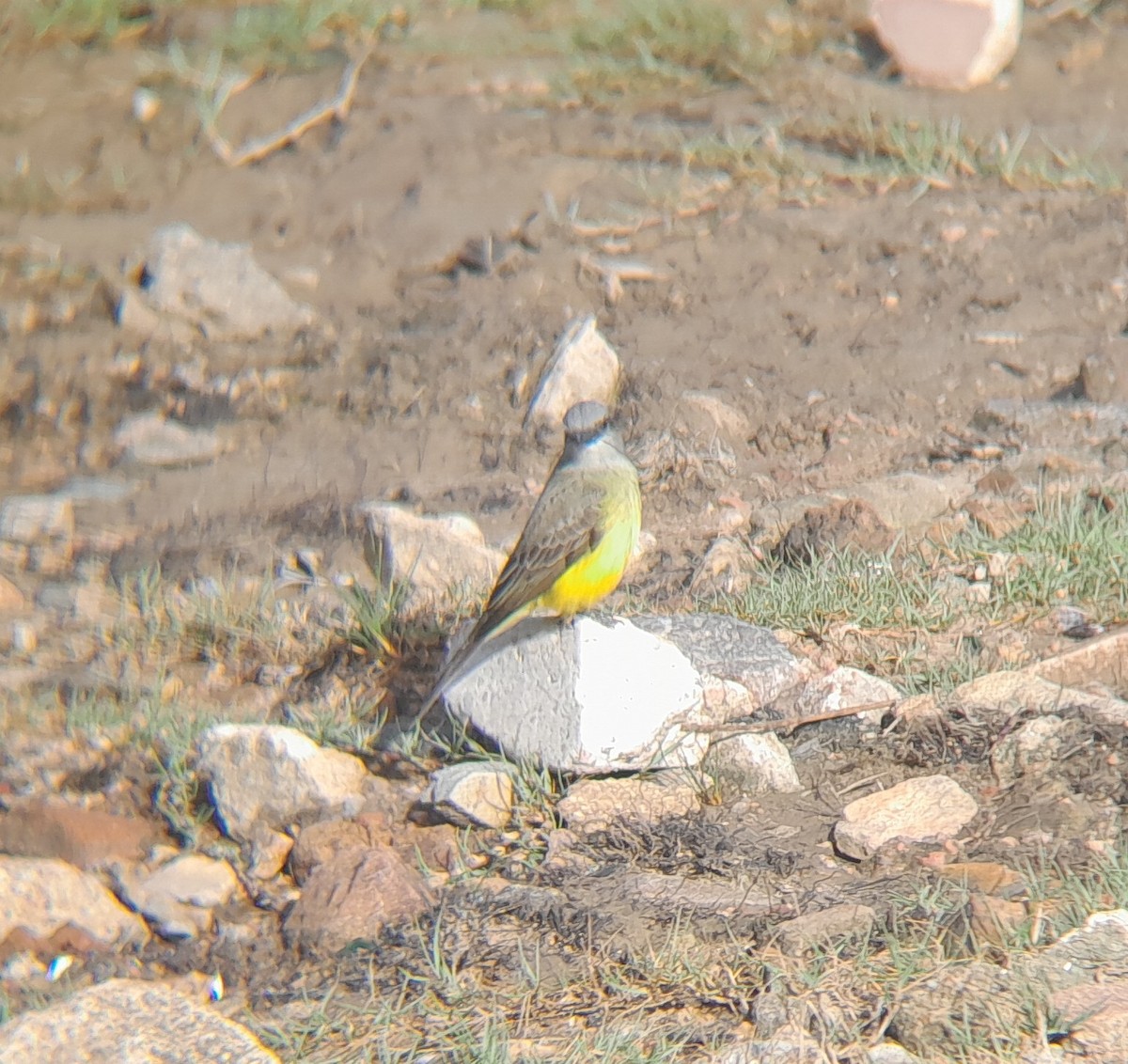 Tropical Kingbird - ML644466639