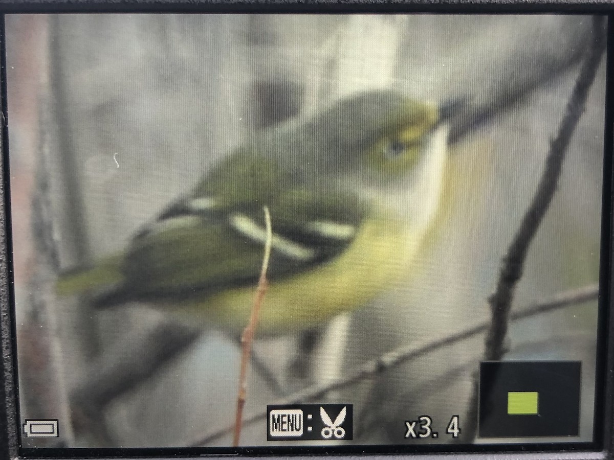 White-eyed Vireo - ML644466641