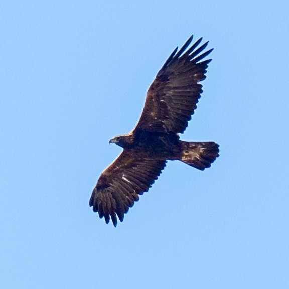 Golden Eagle - ML644466642