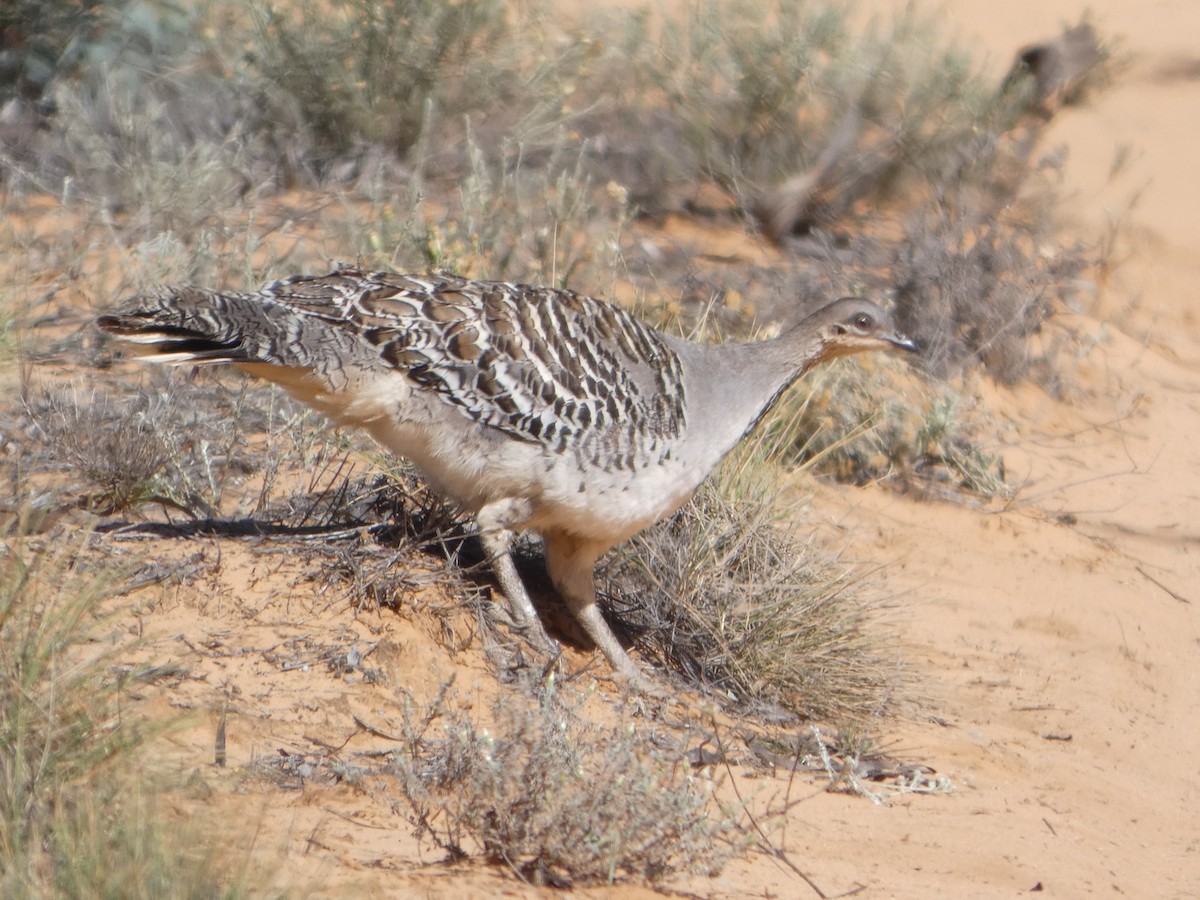 Malleefowl - ML644466646