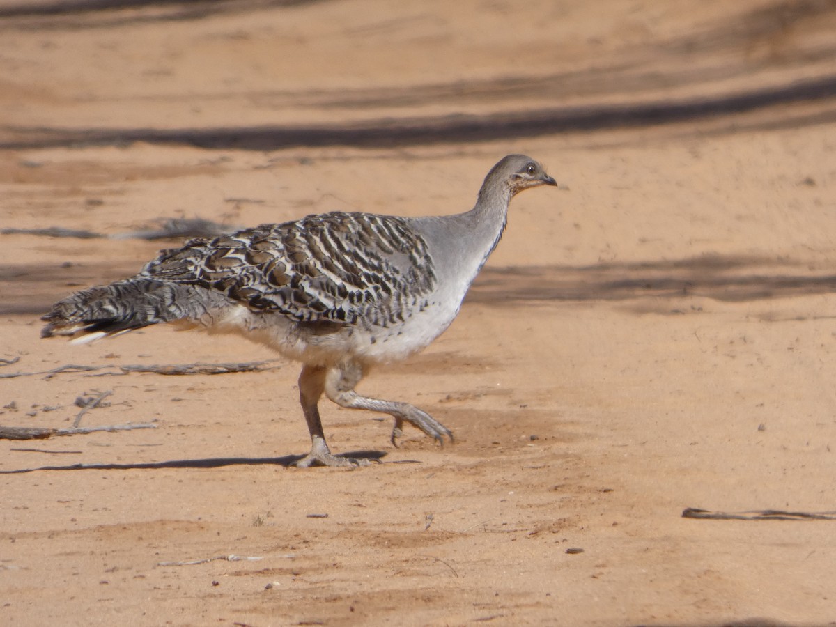 Malleefowl - ML644466647