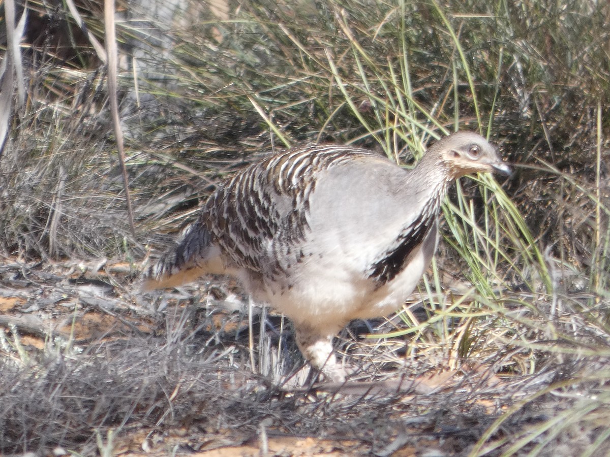 Malleefowl - ML644466648