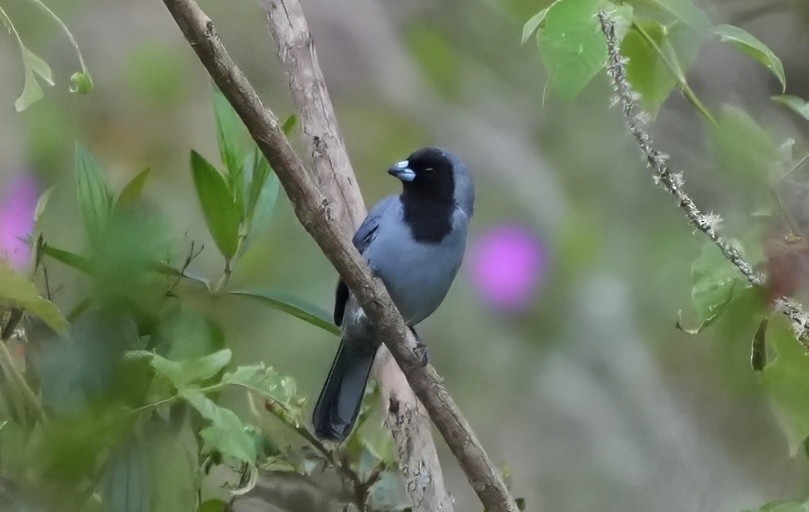 Black-faced Tanager - ML644466650
