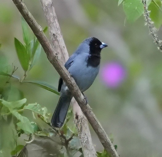 Black-faced Tanager - ML644466651