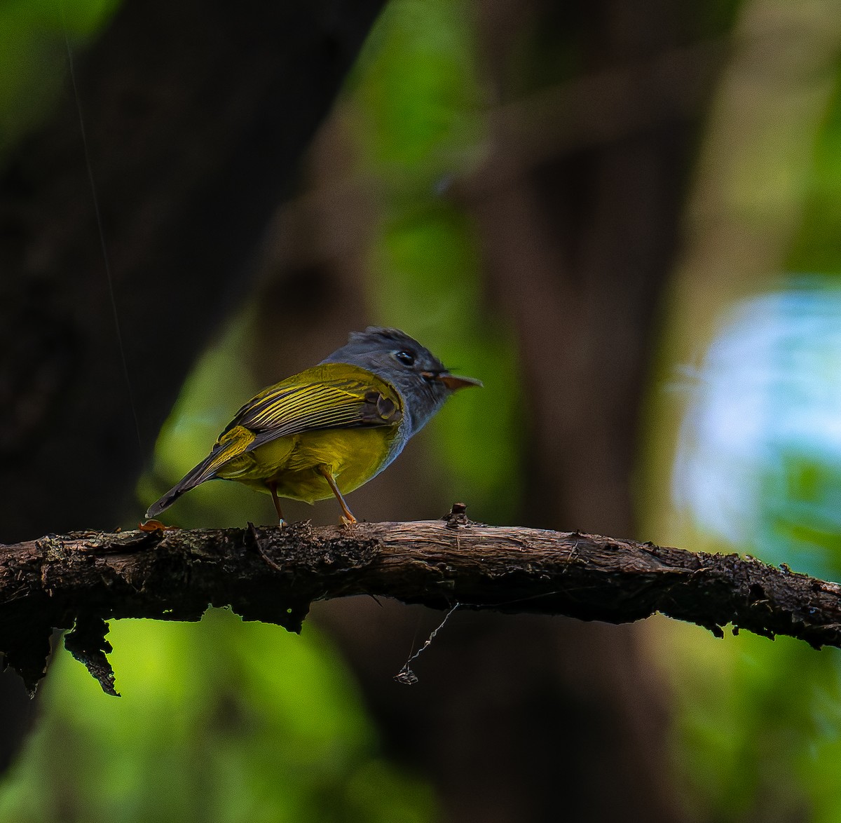 Gray-headed Canary-Flycatcher - ML644466652