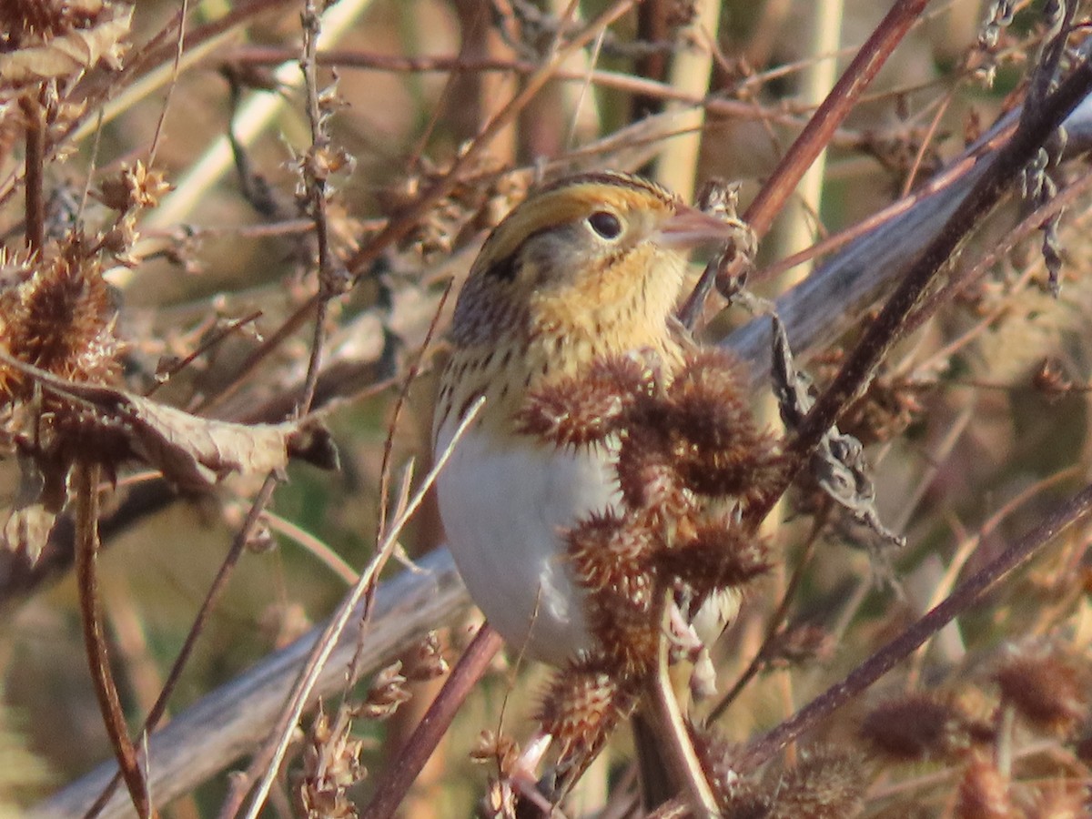 LeConte's Sparrow - ML644466655
