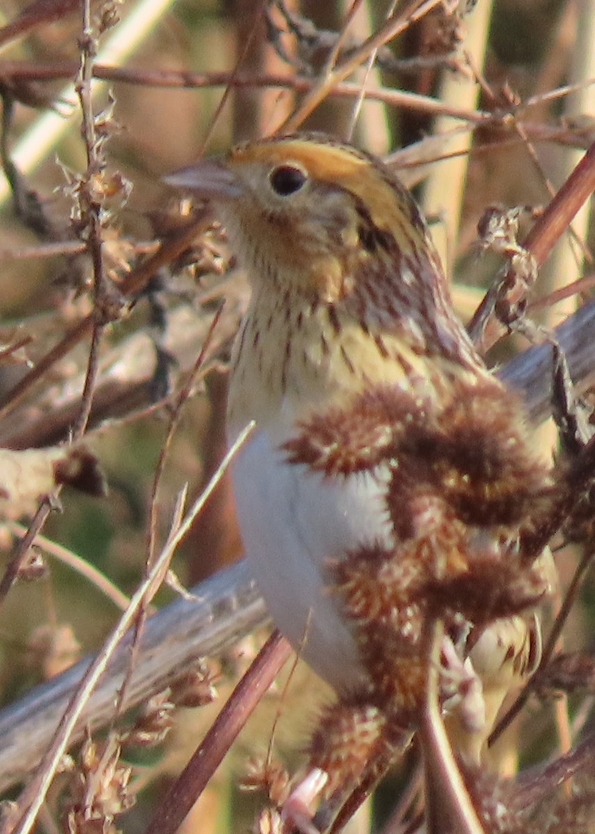 LeConte's Sparrow - ML644466662