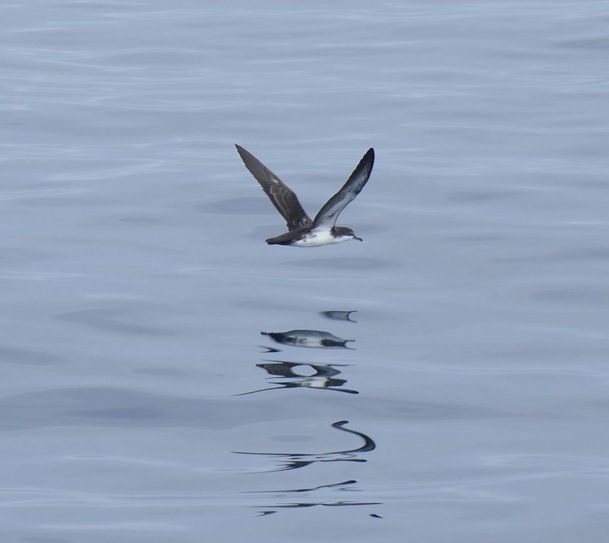 Puffin des Galapagos - ML644466679
