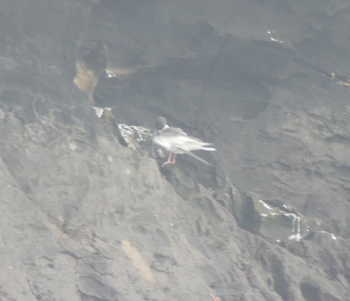 Swallow-tailed Gull - ML644466683