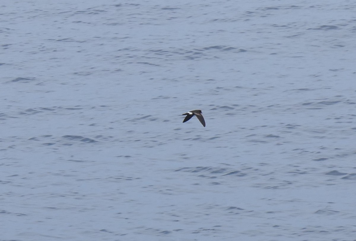 Elliot's Storm-Petrel - ML644466686
