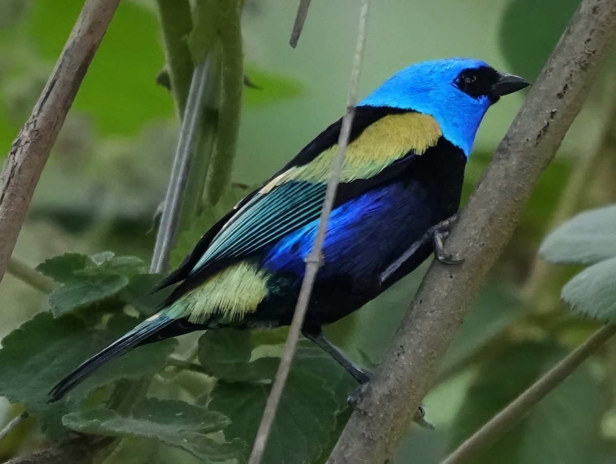 Blue-necked Tanager - ML644466701