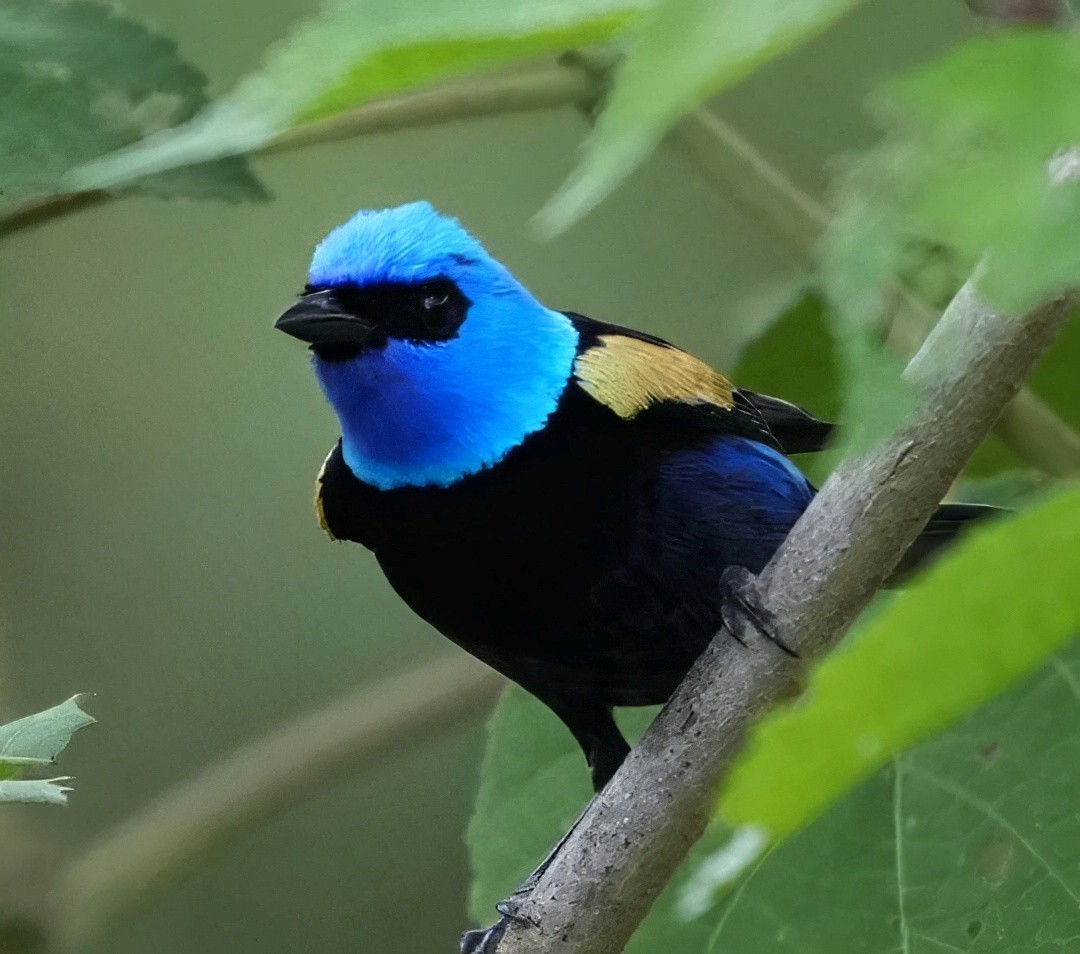 Blue-necked Tanager - ML644466702