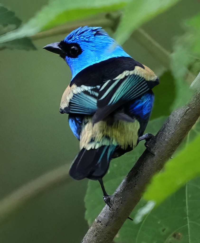 Blue-necked Tanager - ML644466703