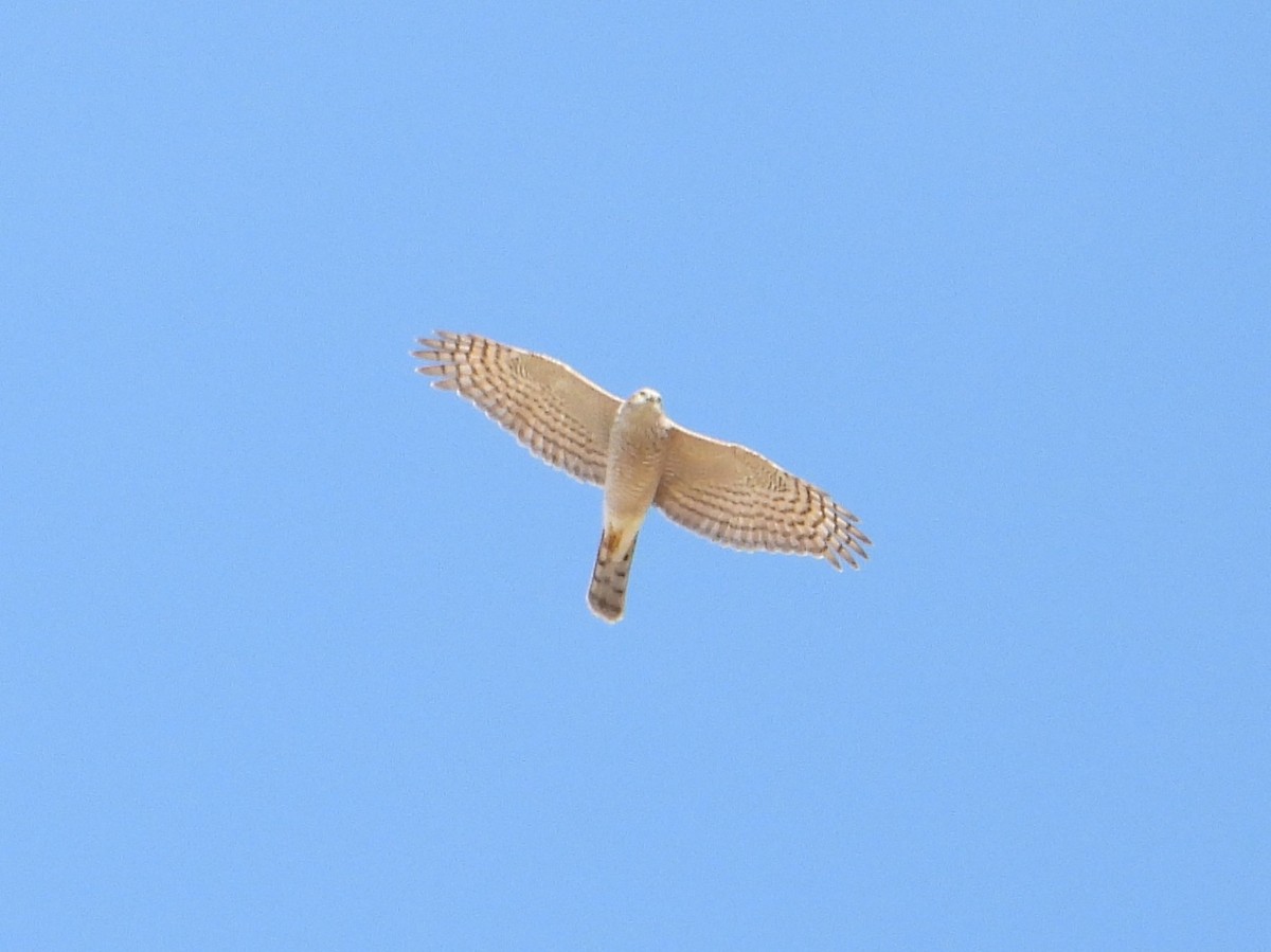 נץ גדול - ML644466705